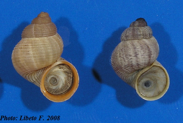 Tudorella sulcata e T. panormitana